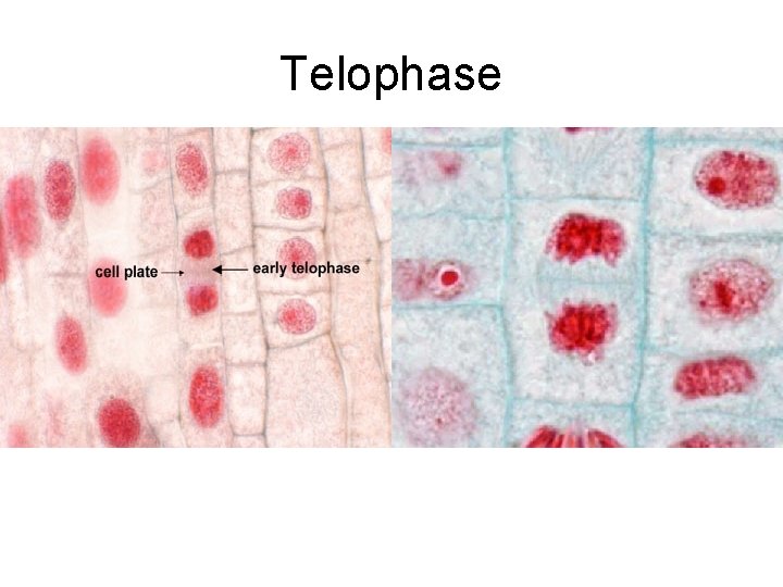 Telophase 