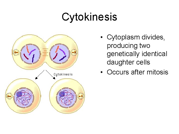 Cytokinesis • Cytoplasm divides, producing two genetically identical daughter cells • Occurs after mitosis