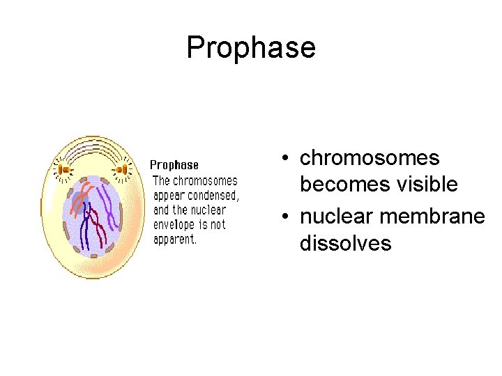 Prophase • chromosomes becomes visible • nuclear membrane dissolves 