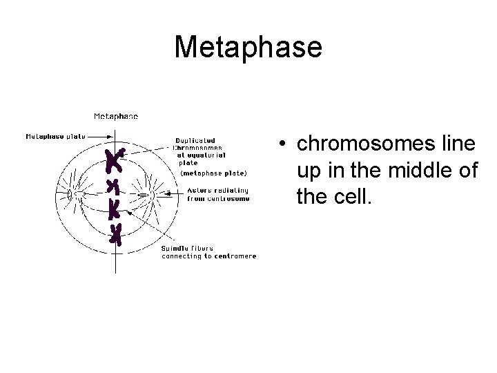 Metaphase • chromosomes line up in the middle of the cell. 