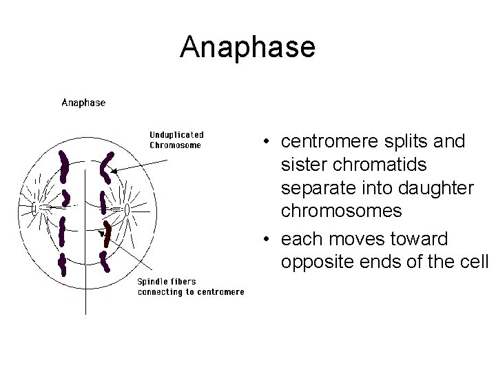 Anaphase • centromere splits and sister chromatids separate into daughter chromosomes • each moves