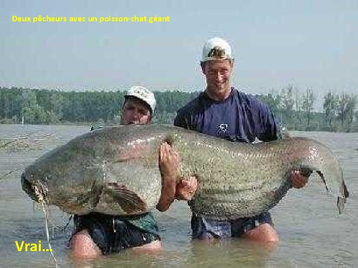 Deux pêcheurs avec un poisson-chat géant Vrai… 
