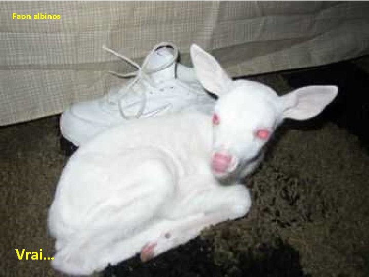 Faon albinos Vrai… 