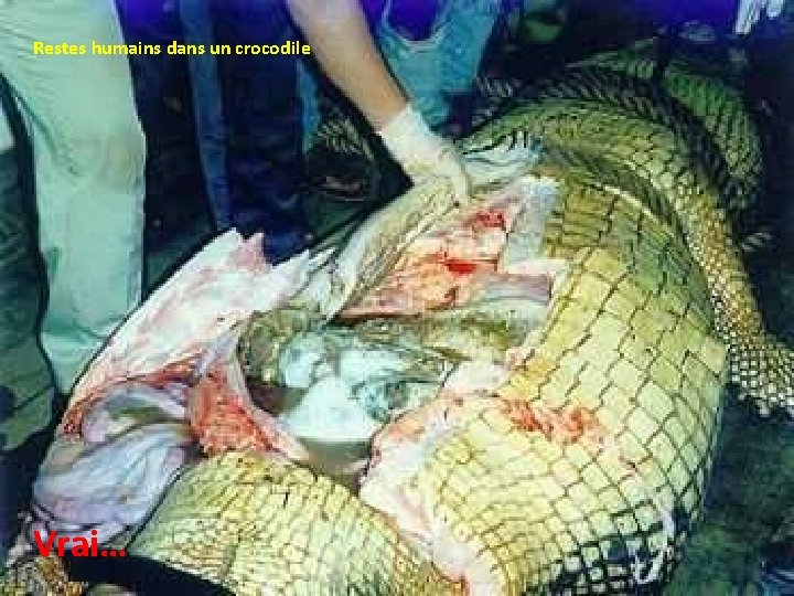 Restes humains dans un crocodile Vrai… 
