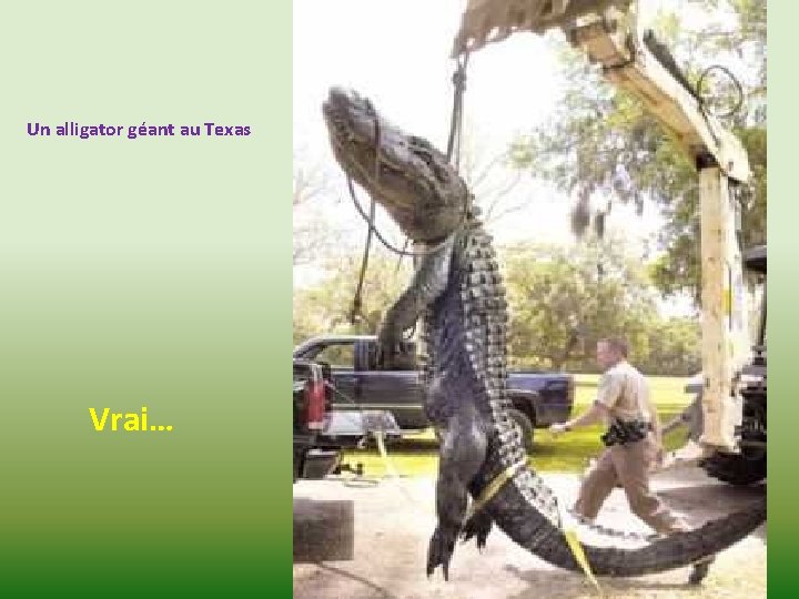 Un alligator géant au Texas Vrai… 