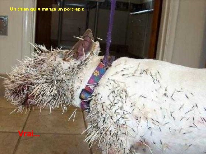 Un chien qui a mangé un porc-épic Vrai… 