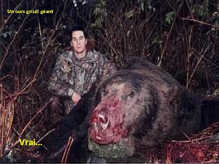Un ours grizzli géant Vrai… 