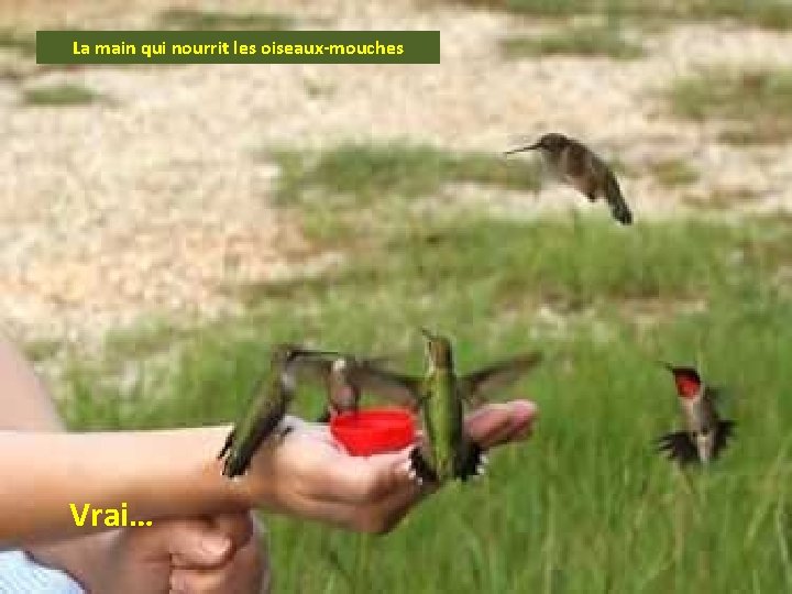 La main qui nourrit les oiseaux-mouches Vrai… 
