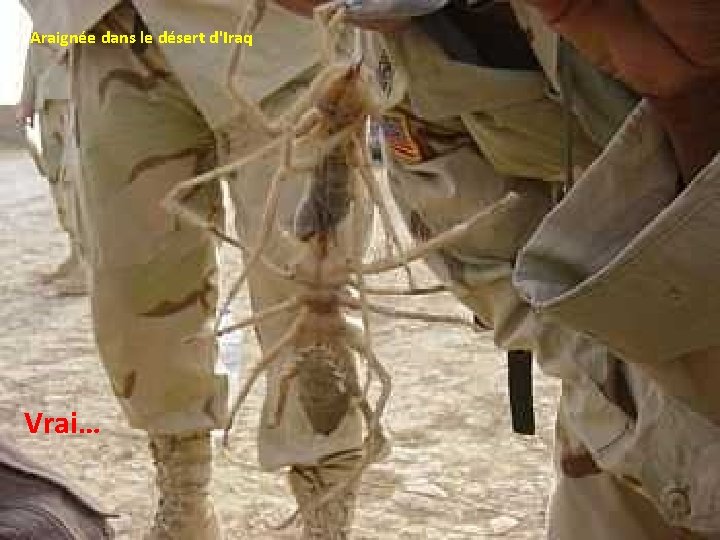 Araignée dans le désert d'Iraq Vrai… 