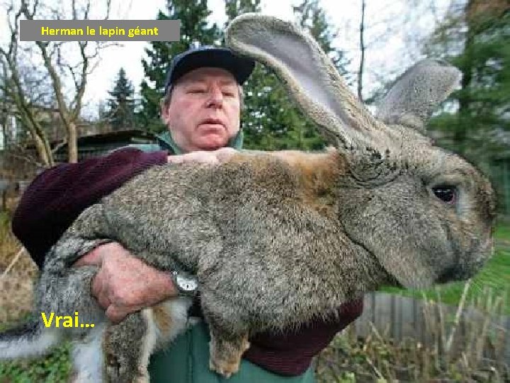 Herman le lapin géant Vrai… 