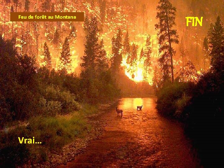 Feu de forêt au Montana Vrai… FIN 