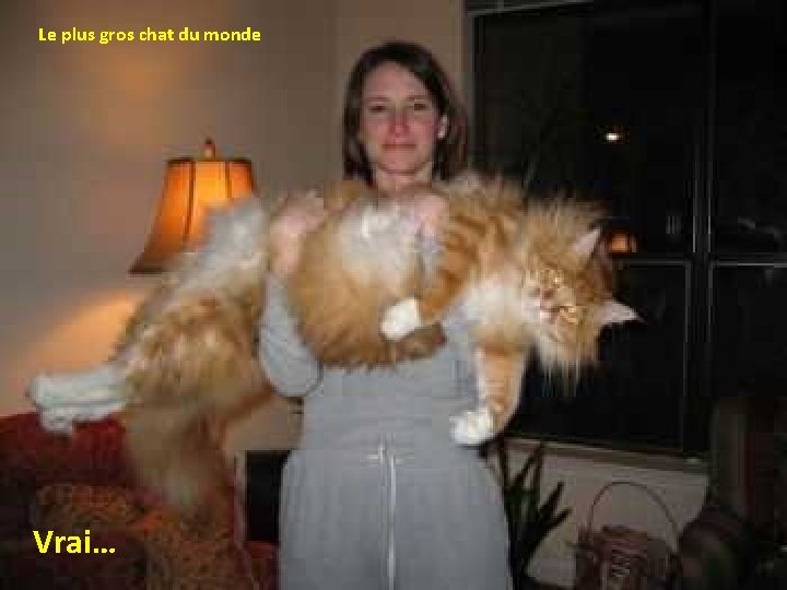 Le plus gros chat du monde Vrai… 