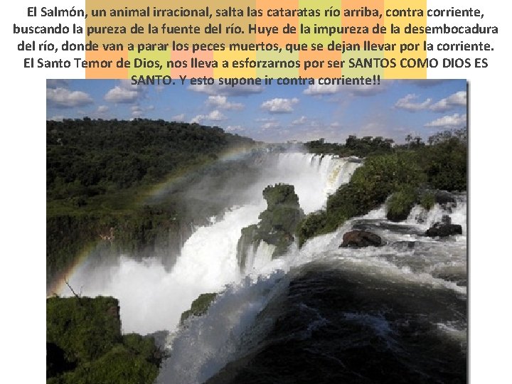 El Salmón, un animal irracional, salta las cataratas río arriba, contra corriente, buscando la El Salmón, un animal irracional, salta las cataratas río arriba, contra corriente, buscando la