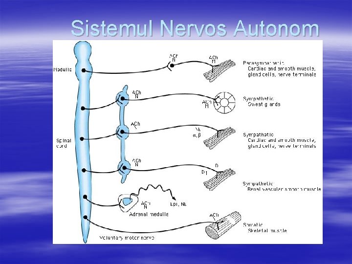 Sistemul Nervos Autonom 
