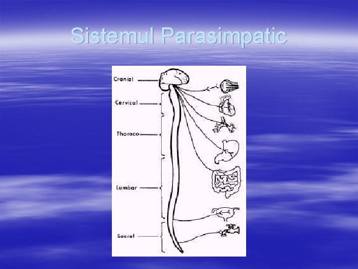 Sistemul Parasimpatic 