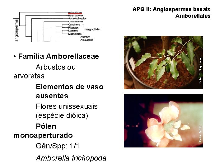 Amborella trichopoda Foto: MBG • Família Amborellaceae Arbustos ou arvoretas Elementos de vaso ausentes