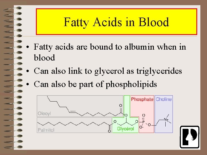 Fatty Acids in Blood • Fatty acids are bound to albumin when in blood