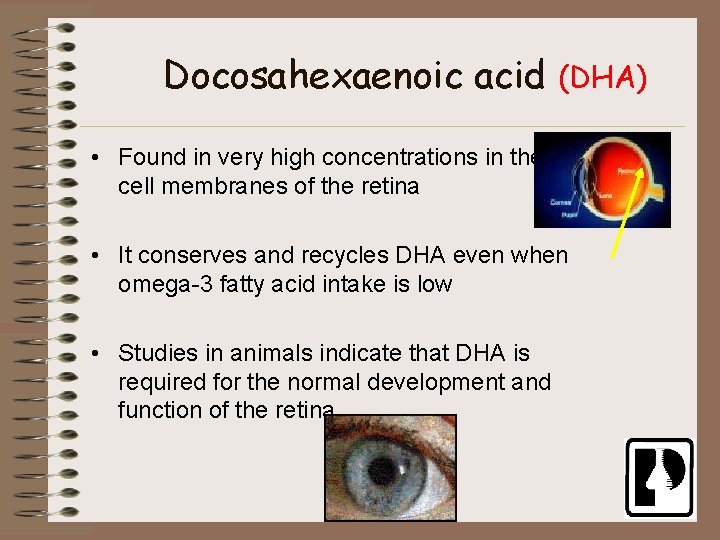 Docosahexaenoic acid (DHA) • Found in very high concentrations in the cell membranes of