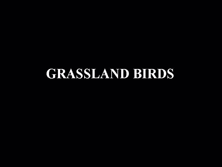 GRASSLAND BIRDS 