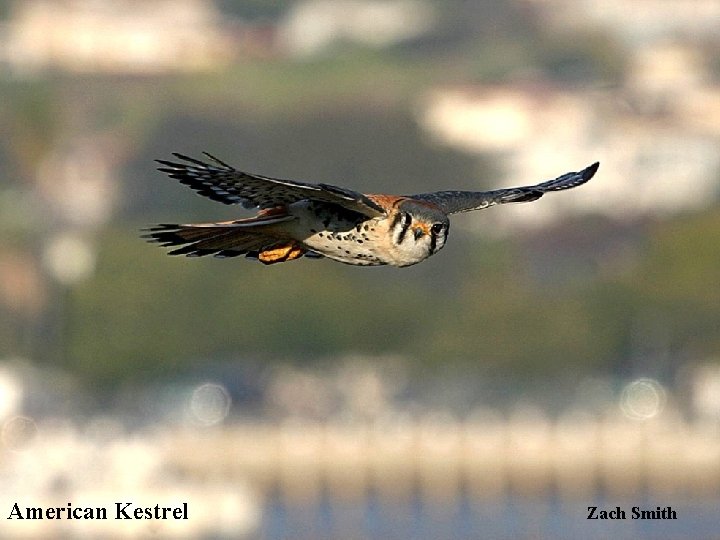 American Kestrel Zach Smith 