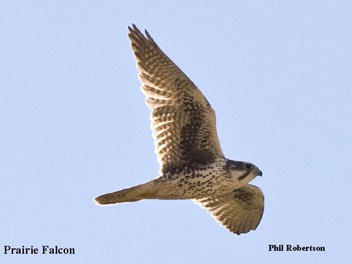 Prairie Falcon Phil Robertson 
