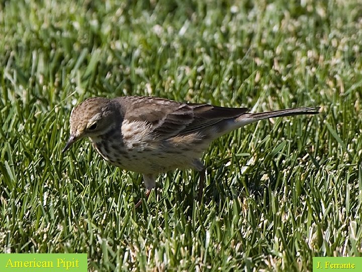 American Pipit J. Ferrante 