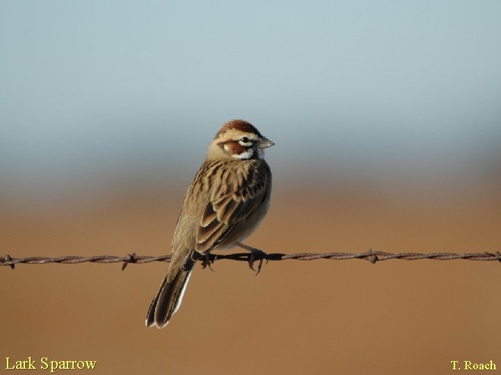 Lark Sparrow T. Roach 