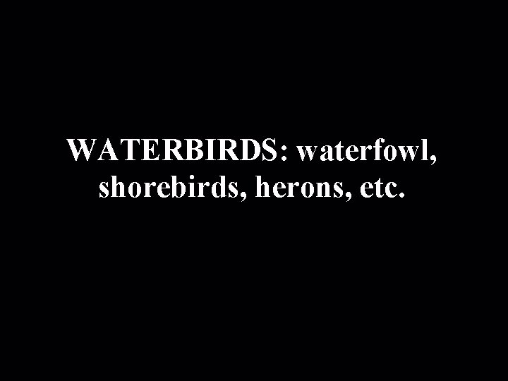 WATERBIRDS: waterfowl, shorebirds, herons, etc. 