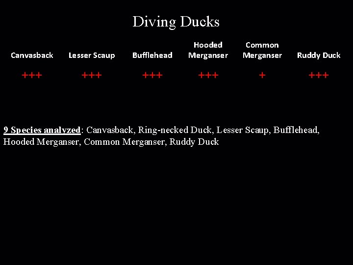 Diving Ducks Canvasback Lesser Scaup Bufflehead Hooded Merganser +++ +++ Common Merganser Ruddy Duck