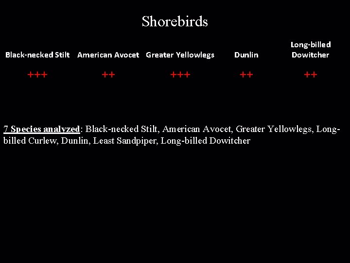 Shorebirds Black-necked Stilt American Avocet Greater Yellowlegs +++ ++ +++ Dunlin Long-billed Dowitcher ++