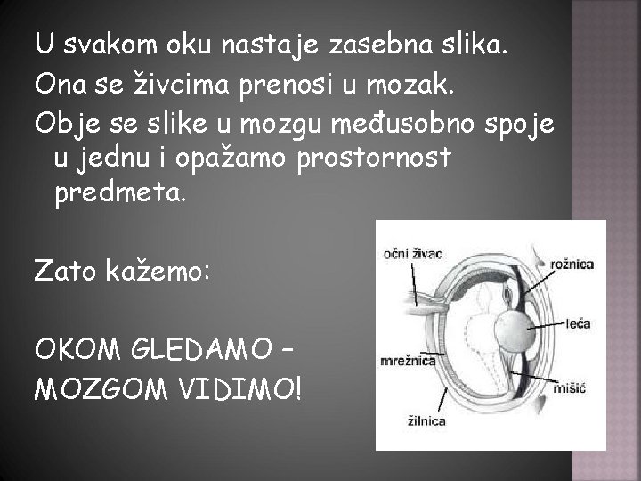 U svakom oku nastaje zasebna slika. Ona se živcima prenosi u mozak. Obje se