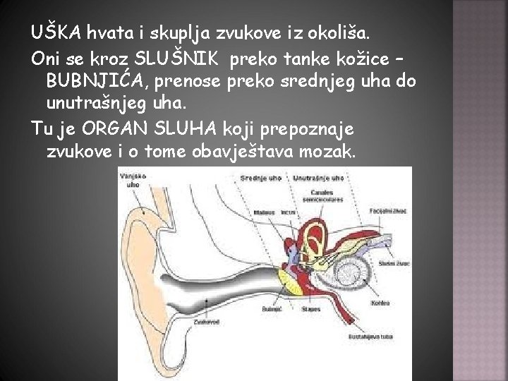 UŠKA hvata i skuplja zvukove iz okoliša. Oni se kroz SLUŠNIK preko tanke kožice