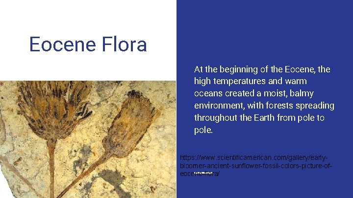 Eocene Flora At the beginning of the Eocene, the high temperatures and warm oceans