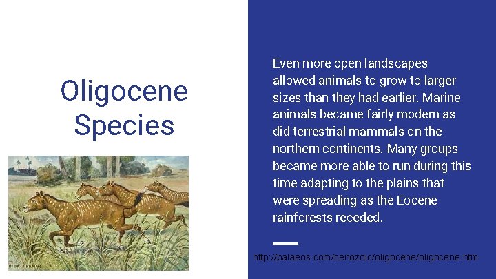 Oligocene Species Even more open landscapes allowed animals to grow to larger sizes than