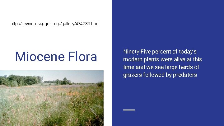 http: //keywordsuggest. org/gallery/474280. html Miocene Flora Ninety-Five percent of today's modern plants were alive