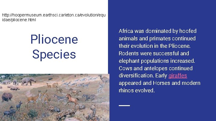 http: //hoopermuseum. earthsci. carleton. ca/evolution/equ idae/pliocene. html Pliocene Species Africa was dominated by hoofed