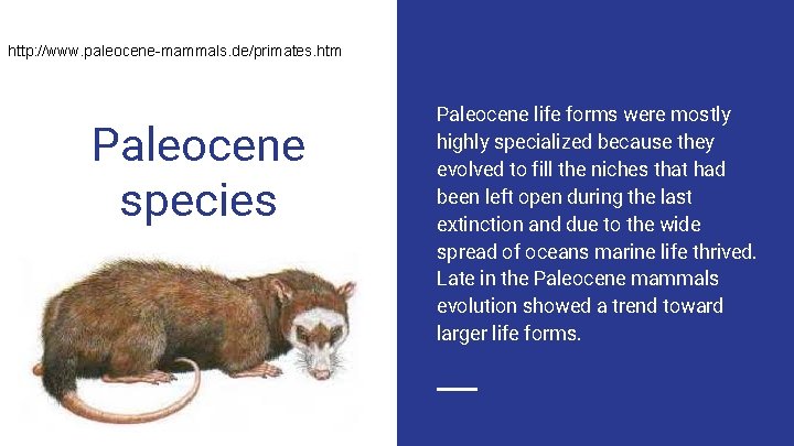 http: //www. paleocene-mammals. de/primates. htm Paleocene species Paleocene life forms were mostly highly specialized