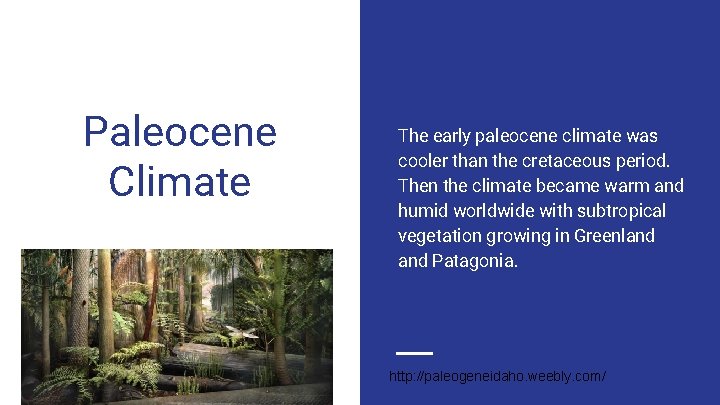 Paleocene Climate The early paleocene climate was cooler than the cretaceous period. Then the