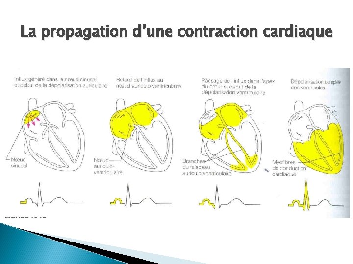 La propagation d’une contraction cardiaque 