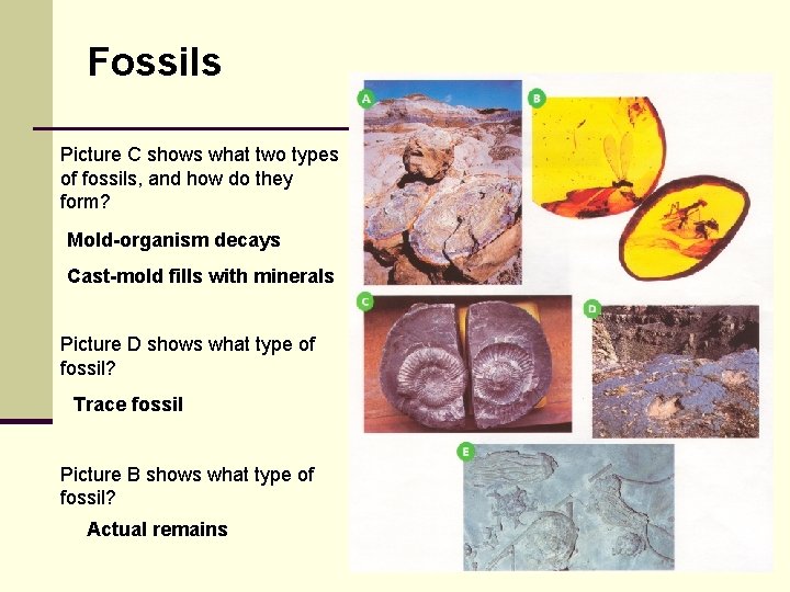 Fossils Picture C shows what two types of fossils, and how do they form?