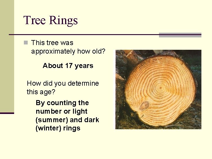 Tree Rings n This tree was approximately how old? About 17 years How did