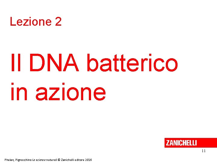 Lezione 2 Il DNA batterico in azione 11 Phelan, Pignocchino Le scienze naturali ©