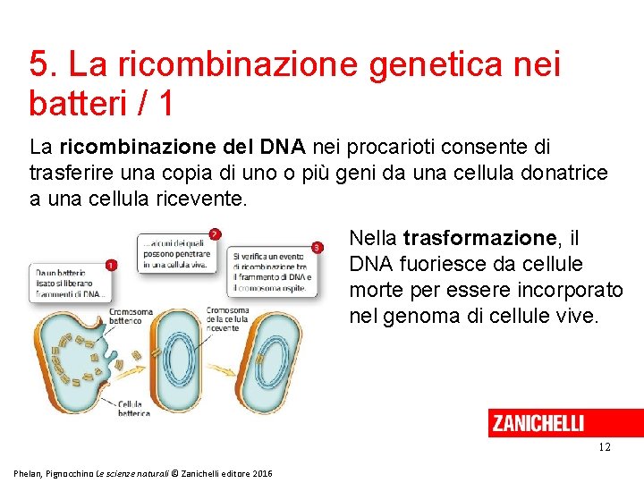 5. La ricombinazione genetica nei batteri / 1 La ricombinazione del DNA nei procarioti