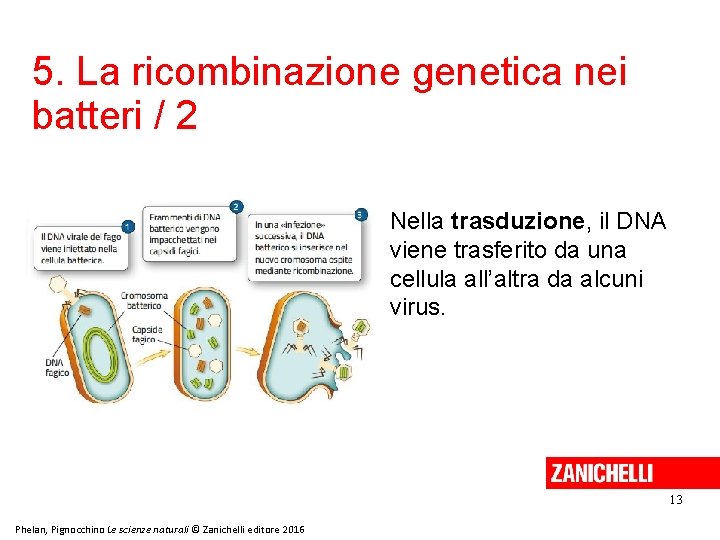 5. La ricombinazione genetica nei batteri / 2 Nella trasduzione, il DNA viene trasferito