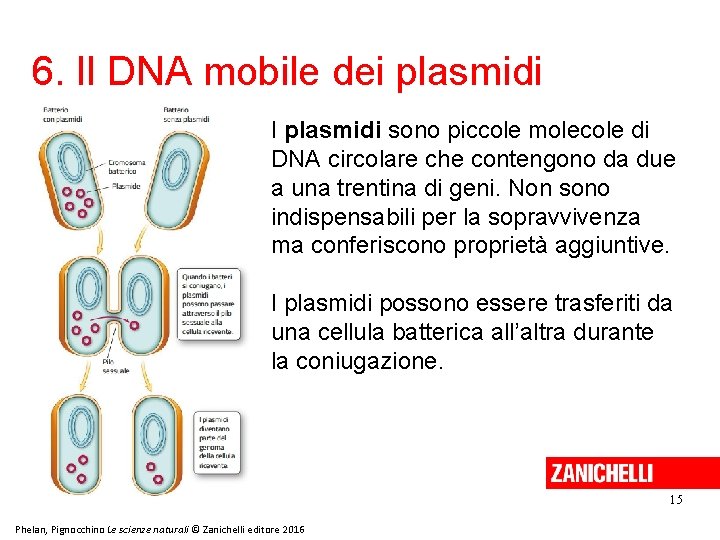 6. Il DNA mobile dei plasmidi I plasmidi sono piccole molecole di DNA circolare