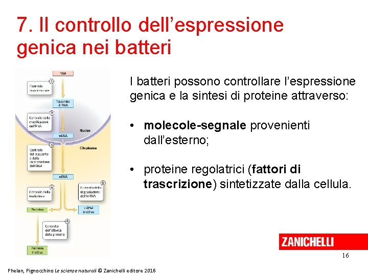 7. Il controllo dell’espressione genica nei batteri I batteri possono controllare l’espressione genica e