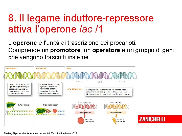 8. Il legame induttore-repressore attiva l’operone lac /1 L’operone è l’unità di trascrizione dei