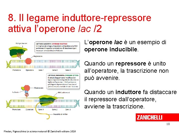 8. Il legame induttore-repressore attiva l’operone lac /2 L’operone lac è un esempio di