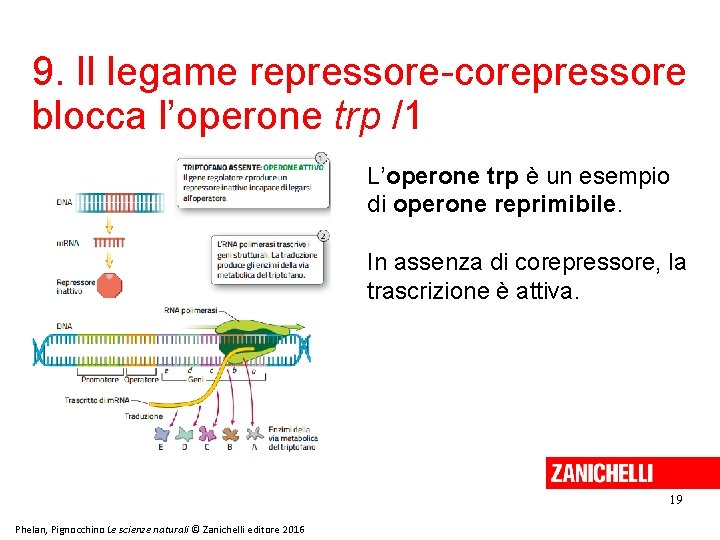 9. Il legame repressore-corepressore blocca l’operone trp /1 L’operone trp è un esempio di