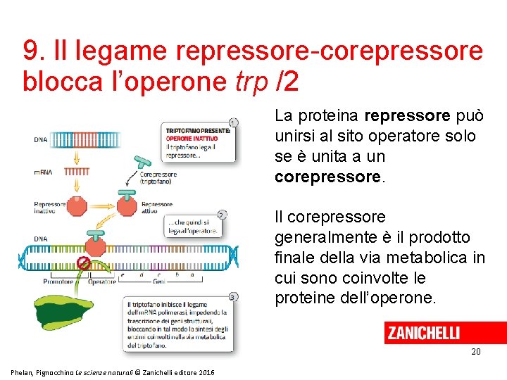 9. Il legame repressore-corepressore blocca l’operone trp /2 La proteina repressore può unirsi al